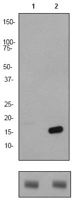 All lanes : Anti-Histone H2B (acetyl K15) antibody [EP955Y] (ab62335) at 1/2000 dilutionLane 1 : HeLa cell lysate (untreated)Lane 2 : HeLa cell lysate (treated with TSA)Lysates/proteins at 10 µg per lane.SecondaryGoat anti-Rabbit HRP conjugate at 1/2000 dilution