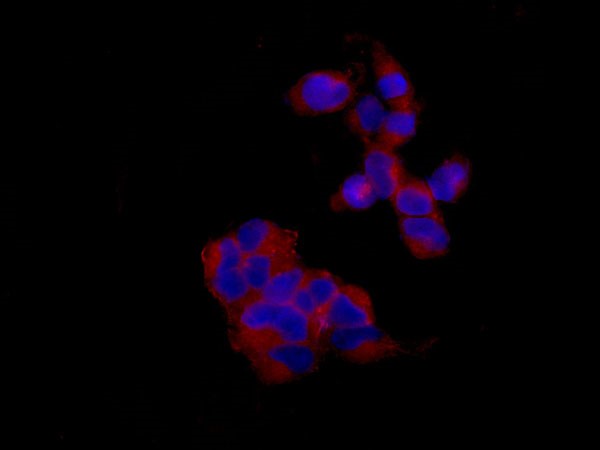 Immunofluorescent analysis of 4% paraformaldehyde-fixed 293 cells labeling KIF1A with ab180153 at 1/100 dilution, followed by Goat anti rabbit IgG (Dylight 555) at 1/250 dilution. Counter stained with Dapi.