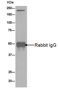 Western blot analysis of 293 cell lysate immunoprecipitated using ab180153 at 1/30 dilution, followed by Goat Anti-Rabbit IgG, (H+L), Peroxidase conjugated secondary antibody at 1/1000 dilution.