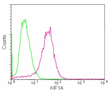 Flow cytometric analysis of 2% paraformaldehyde-fixed SH-SY5Y cells labeling KIF1A with ab180153 at 1/150 dilution (red), compared to a Rabbit IgG control (green), followed by Goat anti rabbit IgG (FITC) at 1/75 dilution.