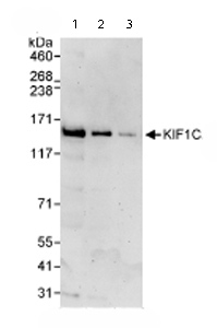 All lanes : Anti-KIF1C antibody (ab72238) at 0.04 µg/mlLane 1 : Whole cell lysate from Hela cells at 50 µgLane 2 : Whole cell lysate from Hela cells at 15 µgLane 3 : Whole cell lysate from Hela cells at 5 µg