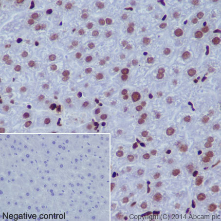 Immunohistochemical analysis of paraffin-embedded mouse liver tissue labeling Histone H2B (acetyl K16) with ab177427 at 1/2000 dilution, followed by Goat Anti-Rabbit IgG H&L (HRP) (ab97051) secondary antibody at 1/500 dilution. Nucleus staining on mouse liver tissue is observed. Counter stained with Hematoxylin.Negative control: Uses PBS instead of primary antibody, secondary antibody is Goat Anti-Rabbit IgG H&L (HRP) (ab97051) at 1/500 dilution.
