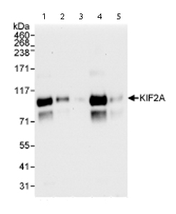 All lanes : Anti-Kif2a antibody (ab71160) at 0.04 µg/mlLane 1 : Whole cell lysate from Hela cells at 50 µgLane 2 : Whole cell lysate from Hela cells at 15 µgLane 3 : Whole cell lysate from Hela cells at 5 µgLane 4 : Whole cell lysate from 293T cells at 50 µgLane 5 : Whole cell lysate from NIH3T3 cells at 50 µg