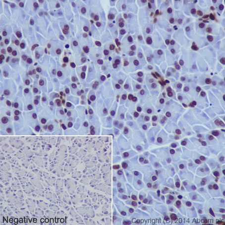 Immunohistochemical analysis of paraffin-embedded rat pancreas tissue labeling Histone H2B (acetyl K16) with ab177427 at 1/2000 dilution, followed by Goat Anti-Rabbit IgG H&L (HRP) (ab97051) secondary antibody at 1/500 dilution. Nucleus staining on glandular epithelium of rat pancreas tissue is observed. Counter stained with Hematoxylin.Negative control: Uses PBS instead of primary antibody, secondary antibody is Goat Anti-Rabbit IgG H&L (HRP) (ab97051) at 1/500 dilution.