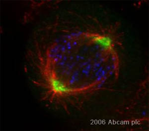 ab37005 at a 1/10000 dilution staining human HeLa cells by ICC/IF. The cells were formaldehyde fixed and blocked with BSA prior to incubation with the antibody for 1 hour. A FITC conjugated goat anti-rabbit antibody was used as the secondary.See Abreview