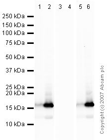 All lanes : Anti-Histone H2B (acetyl K16) antibody - ChIP Grade (ab40977) at 1 µg/mlLane 1 : HeLa Histone Preparation Nuclear LysateLane 2 : HeLa Histone Preparation Nuclear Lysate - Butyrated treated Lane 3 : HeLa Histone Preparation Nuclear Lysate with Human Histone H2B (acetyl K16) peptide (ab41879) at 1 µg/mlLane 4 : HeLa Histone Preparation Nuclear Lysate - Butyrated treated with Human Histone H2B (acetyl K16) peptide (ab41879) at 1 µg/mlLane 5 : HeLa Histone Preparation Nuclear Lysate with Human Histone H2B peptide (ab35793) at 1 µg/mlLane 6 : HeLa Histone Preparation Nuclear Lysate - Butyrated treated with Human Histone H2B peptide (ab35793) at 1 µg/mlLysates/proteins at 2.5 µg per lane.SecondaryHRP Conjugated Goat Anti-Rabbit IgG at 1/3000 dilutionPerformed under reducing conditions.