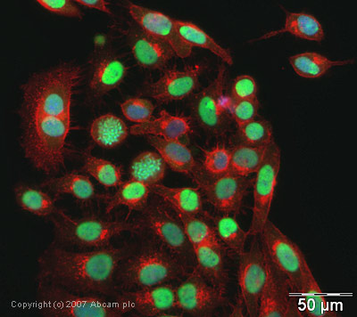 ICC/IF image of ab40977 stained human HeLa cells. The cells were PFA fixed (10 min), permabilised in TBS-T (20 min) and incubated with the antibody (ab40977, 1µg/ml) for 1h at room temperature. 1%BSA / 10% normal goat serum / 0.3M glycine was used to quench autofluorescence and block non-specific protein-protein interactions. The secondary antibody (green) was Alexa Fluor® 488 goat anti-rabbit IgG (H+L) used at a 1/1000 dilution for 1h. Alexa Fluor® 594 WGA was used to label plasma membranes (red). DAPI was used to stain the cell nuclei (blue).
