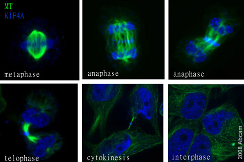 ab3815 (1/100) stainning KIF4A in HeLa Cells (blue). Cells were fixed with Methanol and BSA was used as blocking agent. Please refer to abreview for further experimental details.See Abreview