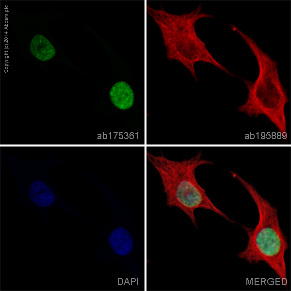 ab175361 staining Histone H2B type 2-E (Acetylation K20) in HeLa cells. The cells were fixed with 100% methanol (5 min) and then blocked in 1% BSA/10% normal goat serum/0.3M glycine in 0.1%PBS-Tween for 1h. The cells were then incubated overnight at +4°C with ab175361 at 1ug/ml and ab195889, Mouse monoclonal to alpha Tubulin (Alexa Fluor® 594) at 2µg/ml (Shown in red). This was followed by an incubation at room temperature for 1h with ab150081, Goat Anti-Rabbit IgG H&L (Alexa Fluor® 488) preadsorbed at 1/1000 (shown in green). Nuclear DNA was labelled with DAPI (shown in blue).