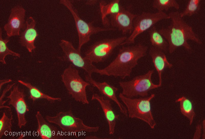 ICC/IF image of ab52988 stained HeLa cells. The cells were 4% PFA fixed (10 min) and then incubated in 1%BSA / 10% normal goat serum / 0.3M glycine in 0.1% PBS-Tween for 1h to permeabilise the cells and block non-specific protein-protein interactions. The cells were then incubated with the antibody (ab52988, 1/1000 dilution) overnight at +4°C. The secondary antibody (green) was Alexa Fluor® 488 goat anti-rabbit IgG (H+L) used at a 1/1000 dilution for 1h. Alexa Fluor® 594 WGA was used to label plasma membranes (red) at a 1/200 dilution for 1h. DAPI was used to stain the cell nuclei (blue) at a concentration of 1.43µM.