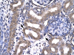 Paraffin embeded tissue: Human kidney, Cells with positive label (indicated with arrows): Epithelial cells of renal tubule, Antibody concentration: 4-8 µg/ml, Magnification: x400