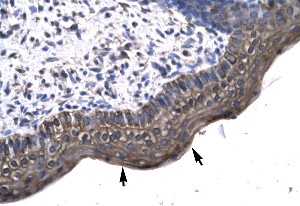 Paraffin embeded tissue: Human spermatophore, Cells with positive label (indicated with arrows): Epithelial cells, Antibody concentration: 4-8 µg/ml, Magnification: x400