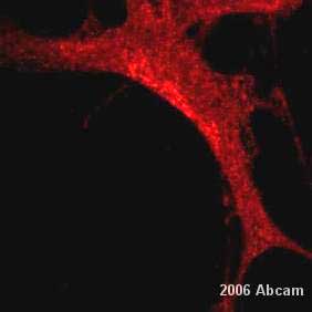 ab5629 at 1/200 dilution staining the mouse oligodendrocyte cell line, Olineu, by immunocytochemistry. The antibody was incubated with the cells for 30 minutes and then detected using a Cy3 conjugated secondary antibody. This image is courtesy of an Abreview submitted by Katarina Trajko on 22 February 2006.See Abreview
