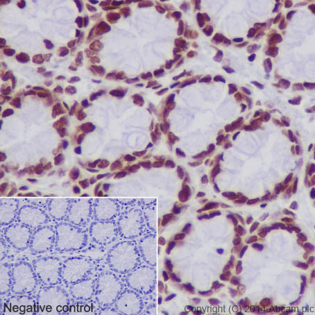 Immunohistochemical analysis of paraffin-embedded Rat colon tissue labeling Histone H2B (acetyl K20) with ab177430 at 1/1000 dilution, followed by Goat Anti-Rabbit IgG H&L (HRP) (ab97051) at 1/500 dilution. Nucleus staining on Rat colon is observed. Counter stained with Hematoxylin.Negative control: Using PBS instead of primary antibody.