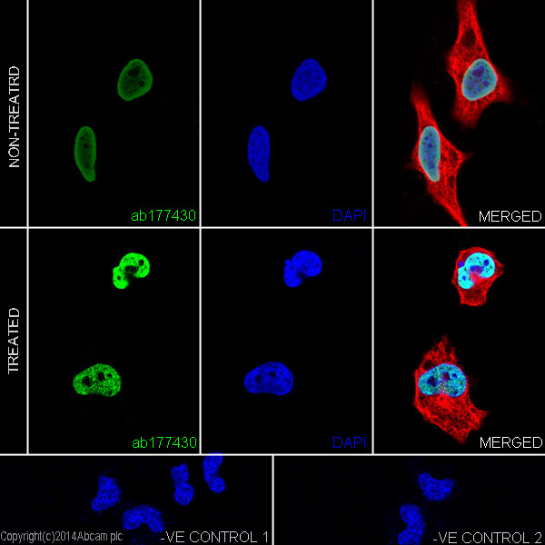 Immunofluorescent analysis of 4% paraformaldehyde-fixed, 0.1% Triton X-100 permeabilized HeLa (Human epithelial cells from cervix adenocarcinoma) cells, treated with Trichostatin A (500 ng/ml) for 4 hours or untreated, labeling Histone H2B (acetyl K20) with ab177430 at 1/2000 dilution, followed by Goat anti-rabbit IgG (Alexa Fluor® 488) (ab150077) secondary antibody at 1/500 dilution (green). Confocal image showing nuclear staining on HeLa cell line is observed. Acetylation level increased after treatment with Trichostatin A (500 ng/ml) for 4 hours. The nuclear counter stain is DAPI (blue). Tubulin is detected with ab7291 (anti-Tubulin mouse mAb) at 1/1000 dilution and ab150120 (AlexaFluor®594 Goat anti-Mouse secondary) at 1/500 dilution (red).The negative controls are as follows;1. ab177430 at 1/2000 dilution followed by ab150120 (AlexaFluor®594 Goat anti-Mouse secondary) at 1/500 dilution.2. ab7291 (anti-Tubulin mouse mAb) at 1/1000 dilution followed by ab150077 (Alexa Fluor®488 Goa