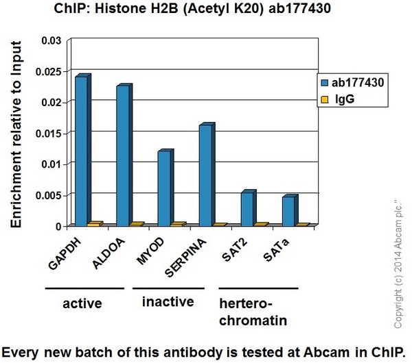 Chromatin was prepared from HeLa (Human epithelial cells from cervix adenocarcinoma) cells according to the Abcam X-ChIP protocol. Cells were fixed with formaldehyde for 10 minutes. The ChIP was performed with 25µg of chromatin, 2µg of ab177430 (blue), and 20µl of Anti rabbit IgG sepharose beads. 2μg of rabbit normal IgG was added to the beads control (yellow). The immunoprecipitated DNA was quantified by real time PCR (Sybr green approach). Primers and probes are located in the first kb of the transcribed region.
