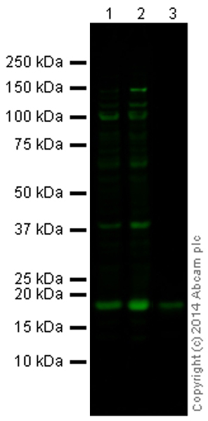 All lanes : Anti-Histone H2B (acetyl K24) antibody (ab176429) at 1 µg/mlLane 1 : HeLa Sodium Butyrate treated 0uM Control (Cell acid extract) at 10 µgLane 2 : HeLa Sodium Butyrate treated 10uM (Cell acid extract) at 10 µgLane 3 : Calf Thymus Histone Preparation Nuclear Lysate at 0.5 µgSecondaryGoat Anti-Rabbit IgG H&L (Alexa Fluor® 790) (ab175781) at 1/10000 dilution