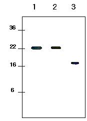 All lanes : Anti-KIR2DL1 + KIR2DL3 + KIR2DL4 + KIR2DS4 antibody [2H6] (ab26251) at 1/500 dilutionLane 1 : Extracellular domain of KIR2DL1(23-223aa) (20ng)Lane 2 : Extracellular domain of KIR2DL3(23-223aa) (20ng)Lane 3 : Extracellular domain of KIR2DL4(44-202aa) (20ng)SecondaryGoat anti-mouse conjugated to HRPdeveloped using the ECL technique