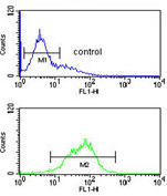Flow Cytometric analysis of K562 cells labeling KIR2DL5B with ab175895 at 1/10 dilution (bottom histogram) compared to a negative control cell (top histogram). FITC-conjugated goat-anti-rabbit secondary antibodies were used for the analysis.