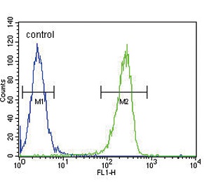 Flow cytometric analysis of A2058 cells labeling KIR2DS2 with ab175486 at 1/10 (right histogram), compared to a negative control cell (left histogram). FITC-conjugated goat-anti-rabbit secondary antibodies were used for the analysis.