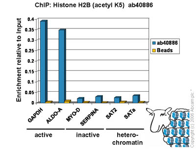 Chromatin was prepared from Hela cells according to the Abcam X-ChIP protocol. Cells were fixed with formaldehyde for 10min. The ChIP was performed with 25µg of chromatin, 6µl of ab40886 (blue), and 20µl of Protein A/G sepharose beads. No antibody was added to the beads control (yellow). The immunoprecipitated DNA was quantified by real time PCR (Taqman approach for active and inactive loci, Sybr green approach for heterochromatic loci). Primers and probes are located in the first kb of the transcribed region.