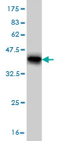 Western blot against tagged recombinant protein immunogen using ab55380 KCNJ10 antibody at 1ug/ml.