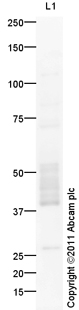 Anti-KiSS1 receptor antibody (ab100896) at 1 µg/ml + Spinal Cord (Human) Tissue Lysate - adult normal tissue (ab29188) at 10 µgSecondaryGoat Anti-Rabbit IgG H&L (HRP) preadsorbed (ab97080) at 1/5000 dilutiondeveloped using the ECL techniquePerformed under reducing conditions.
