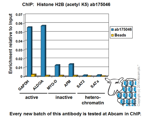 Chromatin was prepared from HeLa cells according to the Abcam X-ChIP protocol. Cells were fixed with formaldehyde for 10 minutes. The ChIP was performed with 25µg of chromatin, 2µg of ab175046 (blue), and 20µl of Protein A/G sepharose beads. No antibody was added to the beads control (yellow). The immunoprecipitated DNA was quantified by real time PCR (Taqman approach for active and inactive loci, Sybr green approach for heterochromatic loci). Primers and probes are located in the first kb of the transcribed region.