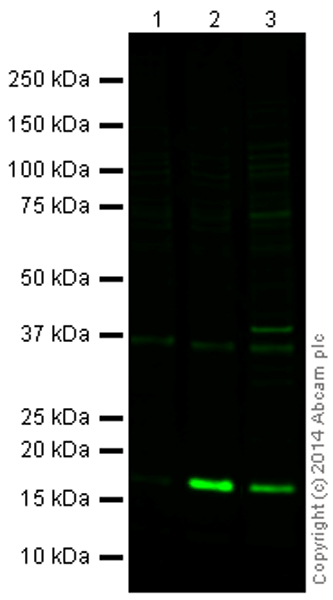 All lanes : Anti-Histone H2B (acetyl K5) antibody - ChIP Grade (ab175046) at 1 µg/mlLane 1 : ATCC HeLa Butyrate (0µM, 6hr) Whole Cell Lysate (ab189243)Lane 2 : ATCC HeLa Butyrate (10µM, 6hr) Whole Cell Lysate (ab189242)Lane 3 : NIH 3T3 (Mouse embryonic fibroblast cell line) Whole Cell LysateLysates/proteins at 2.5 µg per lane.SecondaryGoat Anti-Rabbit IgG H&L (Alexa Fluor® 790) (ab175781) at 1/10000 dilution