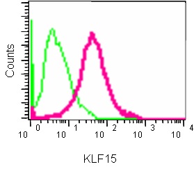 Flow cytometry analysis of KLF15 expression in HepG2 cells using ab185958 at 1/220 dilution (red) and a rabbit IgG as negative control (green).
