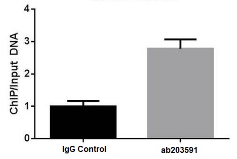 Quantitative ChIP analysis of KLF2 in HUVEC cells using ab203591.