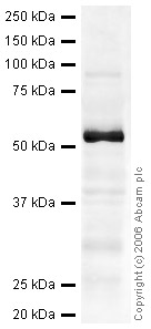 Anti-KLF5 antibody (ab24331) at 2 µg/ml + Small Intestine (Human) Tissue Lysate at 20 µgSecondaryIRDye 680 Conjugated Goat Anti-Rabbit IgG (H+L) at 1/15000 dilutionPerformed under reducing conditions.