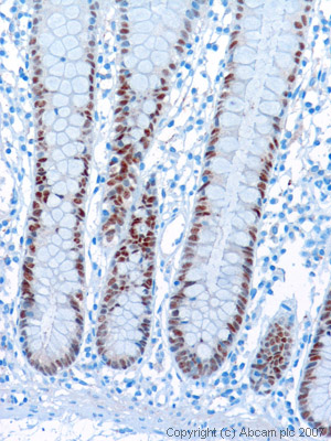The image shows nuclear staining of the epithelial cells of the intestinal gland. Tris EDTA pH9 and Citrate pH6 are both suitable antigen retrieval techniques.