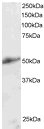 Anti-KLF8 antibody (ab2747) at 2 µg/ml + 30ug human kidney lysate