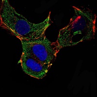 ab101439, at a 1/200 dilution, staining KLHL13 in NTERA2 cells (green). Blue: DRAQ5 fluorescent DNA dye. Red: Actin filaments have been labeled with Alexa Fluor-555 phalloidin.