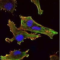 ab101439, at a 1/200 dilution, staining KLHL13 in U251 cells (green). Blue: DRAQ5 fluorescent DNA dye. Red: Actin filaments have been labeled with Alexa Fluor-555 phalloidin.