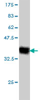 Western blot against tagged recombinant protein immunogen using ab55386 KLRC3 antibody at 1ug/ml.