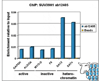 Chromatin was prepared from U2OS cells according to the Abcam X-ChIP protocol. Cells were fixed with formaldehyde for 10 min. The  ChIP was performed with 25 µg of chromatin, 8 µg of  ab12405 (blue), and 20 µl of Protein A/G sepharose beads. No antibody was added to the beads control (yellow). The immunoprecipitated DNA was quantified by real time PCR (Taqman approach for active and inactive loci, Sybr green approach for heterochromatic loci). Primers and probes are located in the first kb of the transcribed region.