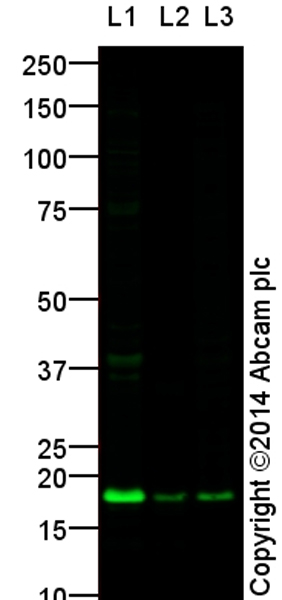All lanes : Anti-Histone H2B (mono methyl K11) antibody (ab176158) at 1 µg/mlLane 1 : HeLa Nuclear Prep (0.5% Triton X-100 insoluble fraction) at 10 µgLane 2 : Calf Thymus Histone Preparation Nuclear Lysate at 0.5 µgLane 3 : NIH 3T3 (Mouse embryonic fibroblast cell line) Whole Cell Lysate at 10 µgSecondaryGoat Anti-Rabbit IgG H&L (Alexa Fluor® 790) (ab175781) at 1/10000 dilution