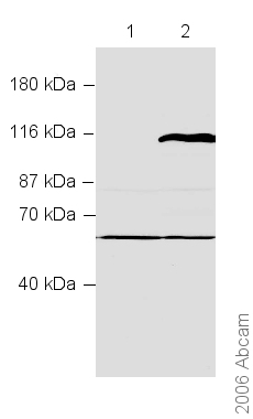 All lanes : Anti-KMT1C / G9a antibody - ChIP Grade (ab40542) at 1/2500 dilutionLane 1 : Untransfected HeLa cell extractLane 2 : G9a transfected HeLa cell extract