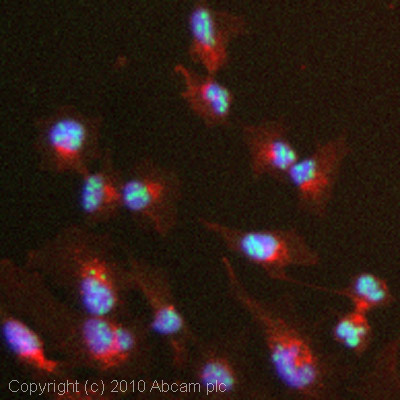 ICC/IF image of ab5430 stained HepG2 cells. The cells were 4% PFA fixed (10 min) and then incubated in 1%BSA / 10% normal goat serum / 0.3M glycine in 0.1% PBS-Tween for 1h to permeabilise the cells and block non-specific protein-protein interactions. The cells were then incubated with the antibody (ab5430, 1µg/ml) overnight at +4°C. The secondary antibody (green) was Alexa Fluor® 488 goat anti-rabbit IgG (H+L) used at a 1/1000 dilution for 1h. Alexa Fluor® 594 WGA was used to label plasma membranes (red) at a 1/200 dilution for 1h. DAPI was used to stain the cell nuclei (blue) at a concentration of 1.43µM.