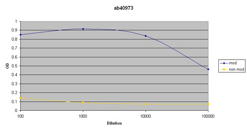 This antibody gave a positive result in ELISA against the immunizing peptide (ab41903, blue). It gave a negative result in ELISA against the non-modified equivalent peptide (ab41904, yellow). This indicates that it is specific for the modified peptide.