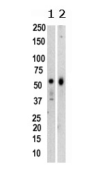 All lanes : Anti-KMT5A / SETD8 / Pr-SET7 antibody [43AT551.86] (ab3798) at 1/1000 dilutionLane 1 : SAOS-2 (human epithelial-like osteosarcoma cell line) whole cell lysatesLane 2 : NIH/3T3 whole cell lysateLysates/proteins at 35 µg per lane.SecondaryPeroxidase-conjugated goat anti-mouse IgG (H+L) at 1/5000 dilution