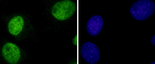 Immunoflouresence was carried out using mouse cells in culture. Conditions: 4% PFA fixation and dilution with 0.5% triton, 10mg/ml BSA in PBS. Dilution of ab3798 used: 1/10. Green = ab3798 detected with secondary antibody (Alexa 488). Blue = DAPI stain. 