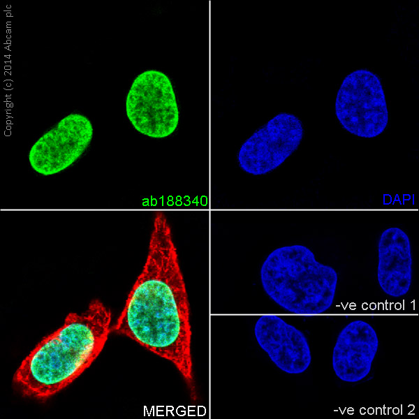 Immunofluorescent analysis of 4% paraformaldehyde-fixed, 0.1% Triton X-100 permeabilized HeLa (Human epithelial cells from cervix adenocarcinoma) cells labeling Histone H2B (mono methyl K5) with ab188340 at 1/2000 dilution, followed by Goat anti-rabbit IgG (Alexa Fluor® 488) (ab150077) secondary antibody at 1/500 dilution (green). Confocal image showing nuclear staining on HeLa cell line. The nuclear counter stain is DAPI (blue). Tubulin is detected with ab7291 (anti-Tubulin mouse mAb) at 1/1000 dilution and ab150120 (AlexaFluor®594 Goat anti-Mouse secondary) at 1/500 dilution (red).The negative controls are as follows:-ve control 1: ab188340 at 1/2000 dilution followed by ab150120 (AlexaFluor®594 Goat anti-Mouse secondary) at 1/500 dilution.-ve control 2: ab7291 (anti-Tubulin mouse mAb) at 1/1000 dilution followed by ab150077 (Alexa Fluor®488 Goat Anti-Rabbit IgG H&L) at 1/500 dilution.