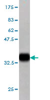 Western blot against tagged recombinant protein immunogen using ab57872 KREMEN1 antibody at 1ug/ml.