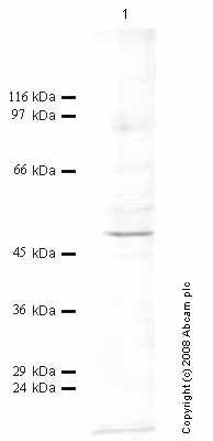 Anti-Hepsin antibody (ab43859) at 1/1000 dilution + Cell media from human embryonic kidney HEK293 cells (treated with IL1-beta)