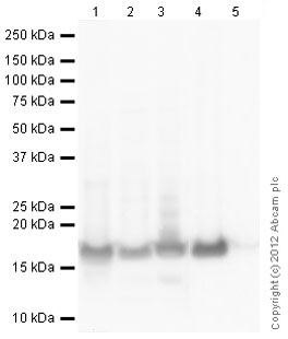 All lanes : Anti-Histone H2B antibody (ab134211) at 1 µg/mlLane 1 : Calf Thymus Histone Preparation Nuclear Lysate at 0.2 µgLane 2 : HeLa (Human epithelial carcinoma cell line) Whole Cell Lysate at 10 µgLane 3 : HeLa Histone Preparation Nuclear Lysate at 2.5 µgLane 4 : Histone H2B Recombinant Protein at 20 µgLane 5 : Histone H3.1 Recombinant Protein at 0.1 µgSecondaryGoat Anti-Chicken IgY H&L (HRP) (ab6877) at 1/3000 dilutiondeveloped using the ECL techniquePerformed under reducing conditions.