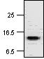 Anti-Histone H2B antibody (ab18977) at 1 µg/ml + Jurkat (Human T cell lymphoblast-like cell line) Whole Cell Lysate (ab7899)Observed band size : 14 kDa (why is the actual band size different from the predicted?)
