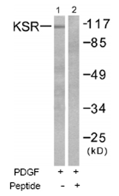 All lanes : Anti-KSR1 antibody (ab52196) at 1/500 dilutionLane 1 : Extracts from NIH/3T3 cells treated with PDGF (50ng/ml, 20min).Lane 2 : Extracts from NIH/3T3 cells treated with PDGF (50ng/ml, 20min) and peptide.
